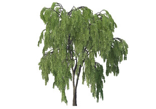 高清垂柳柳树景观植物素材