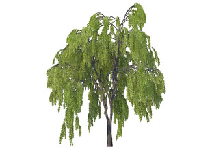 垂柳树苗绿意盎然