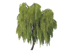 高清垂柳柳树景观植物素材