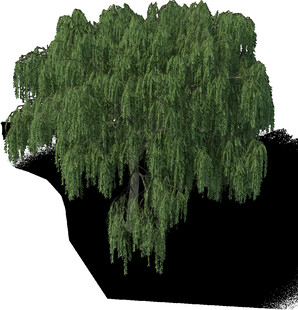 垂柳3D模型
