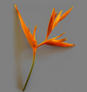 橙色蝎尾蕉特写