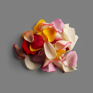 多彩玫瑰花瓣堆叠