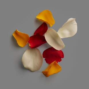 多彩玫瑰花瓣散落