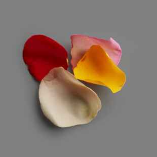 多彩玫瑰花瓣特写