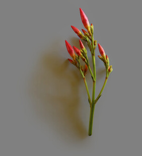 红辣椒花蕾特写