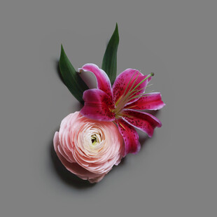 粉色花朵静物特写