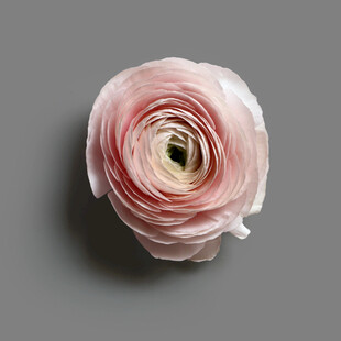 粉色洋牡丹特写
