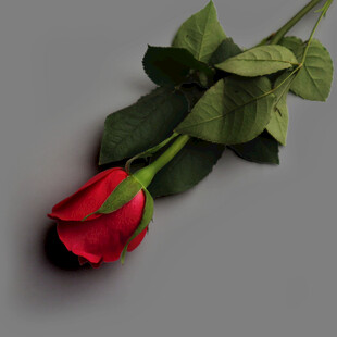 单支红玫瑰特写