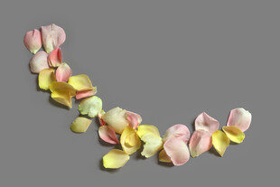 彩色花瓣优雅排列