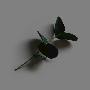 单枝尤加利叶特写