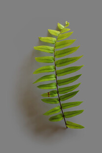 单片翠绿蕨类叶片特写