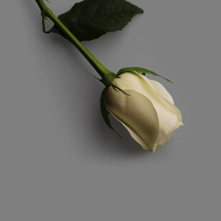 白色单支玫瑰特写