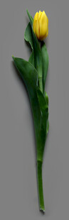 黄色单支郁金香