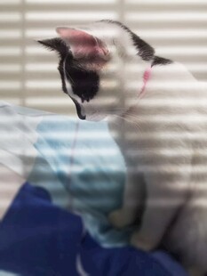 光影下的小猫