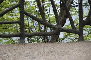 交错树枝下的林间空地