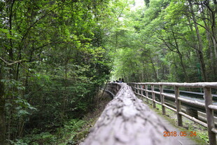 林间湿滑栈道 绿意盎然