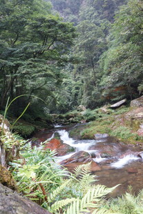 山林间潺潺流淌的清澈溪流