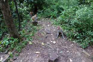 林间小径 自然野趣景象