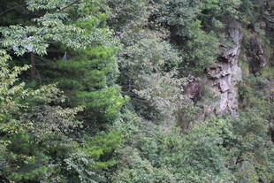 山林间繁茂的绿色植被