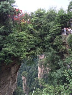 悬崖边繁茂植被景观