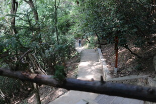 林间小径 静谧自然之景