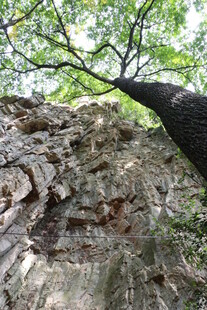 岩石旁倾斜生长的树木