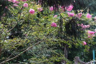 盛开的粉色繁花景观