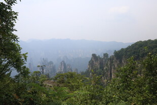 张家界奇峰林立绿意浓