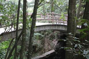 林间木桥隐于葱郁绿植