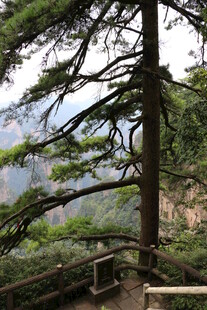 山间栈道旁的挺拔松树