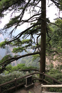 山间挺拔松树与壮丽景色