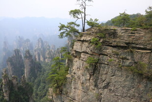 悬崖边挺立的孤树