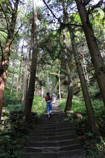 林间漫步小径上的游客