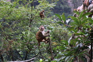 山林间嬉戏的猴子