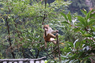 树上猴子 自然灵动瞬间