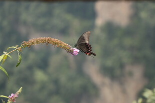 蜂鸟鹰蛾停驻于花枝