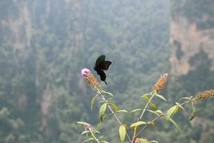 山间蝴蝶停于花枝
