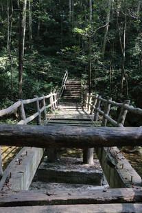 森林中的古朴木桥