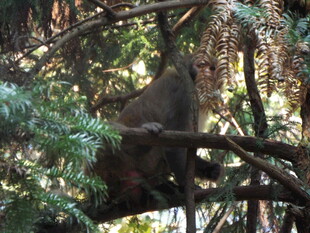林间猴子栖息于茂密枝叶间
