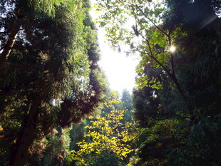 林间阳光洒落的静谧景象