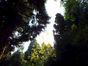 林间光影 繁茂树木景象