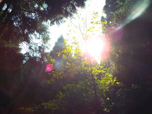 阳光穿透树林的美丽景象