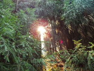 林间阳光穿透茂密绿植