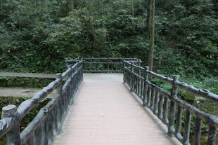 林间木栈道 自然静谧景