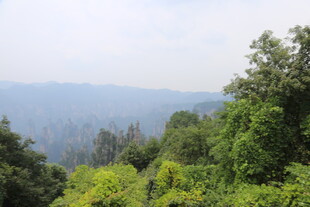 山林绿意盎然的自然景致