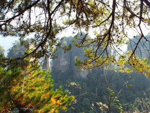 山林间繁茂枝叶与远处景致