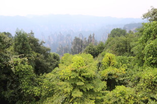 俯瞰葱郁茂密的山林景色