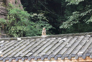 屋顶上的猫咪与山林景色