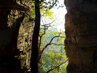 峡谷间的绿意生机