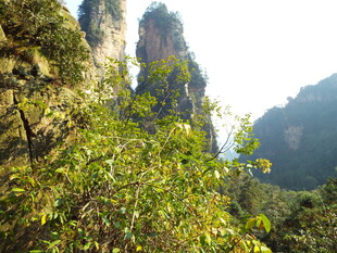 山间翠绿植被与奇峰